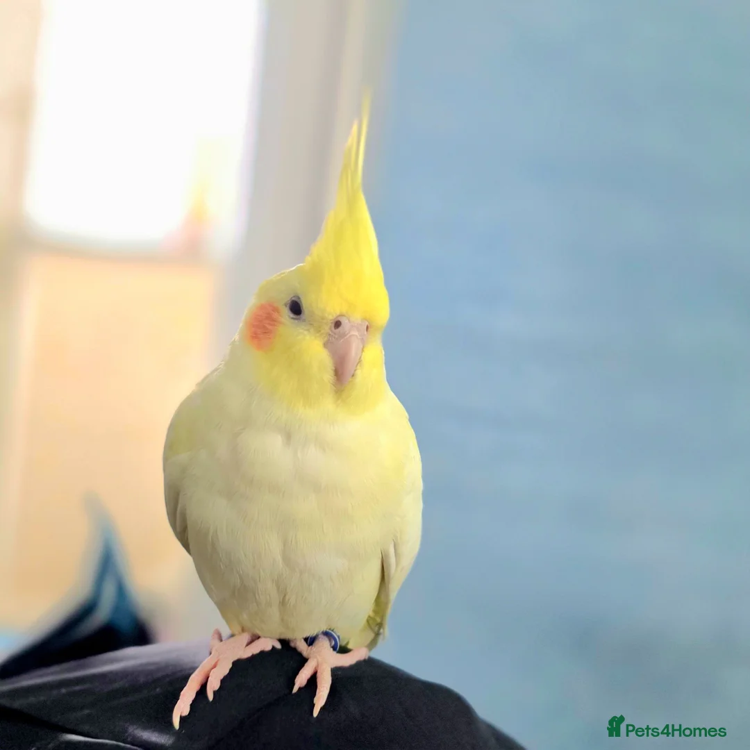 Cockatiels birds for sale: One Yr old female cockatiel  - Advert 4