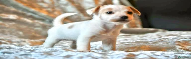 Jack Russell 2