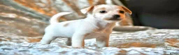 Jack Russell dogs for sale: Long haired mini Jack  Russell puppies for sale  - Advert 9