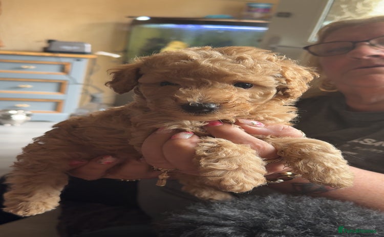 Toy Poodle dogs - Advert 5