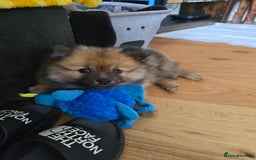 Pomeranian dogs for sale: 13 weeks female pomeranian  - Image 4