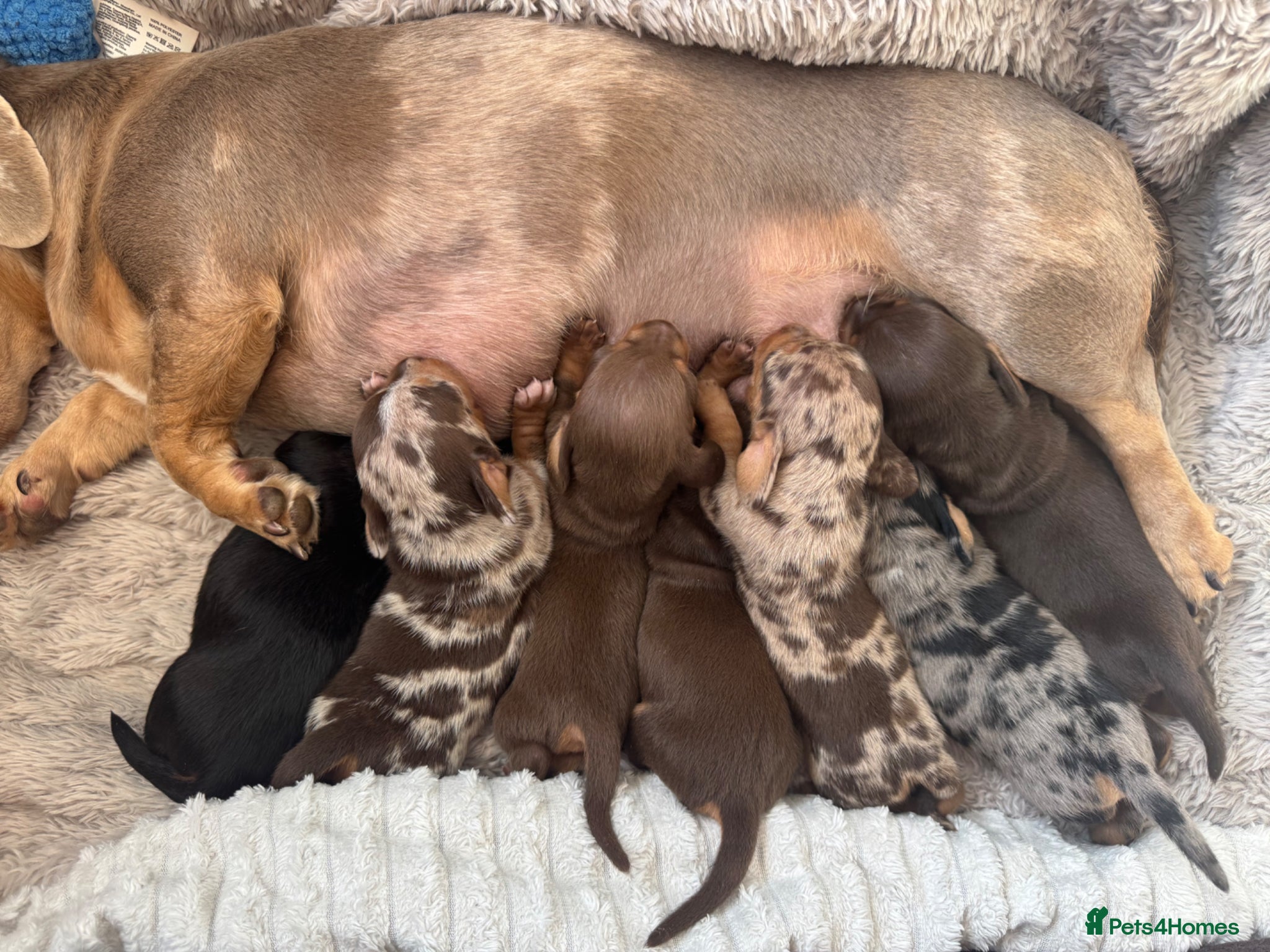 Miniature Dachshund dogs KC REG Smooth Hair Miniature Dachshund Puppies - Advert 2