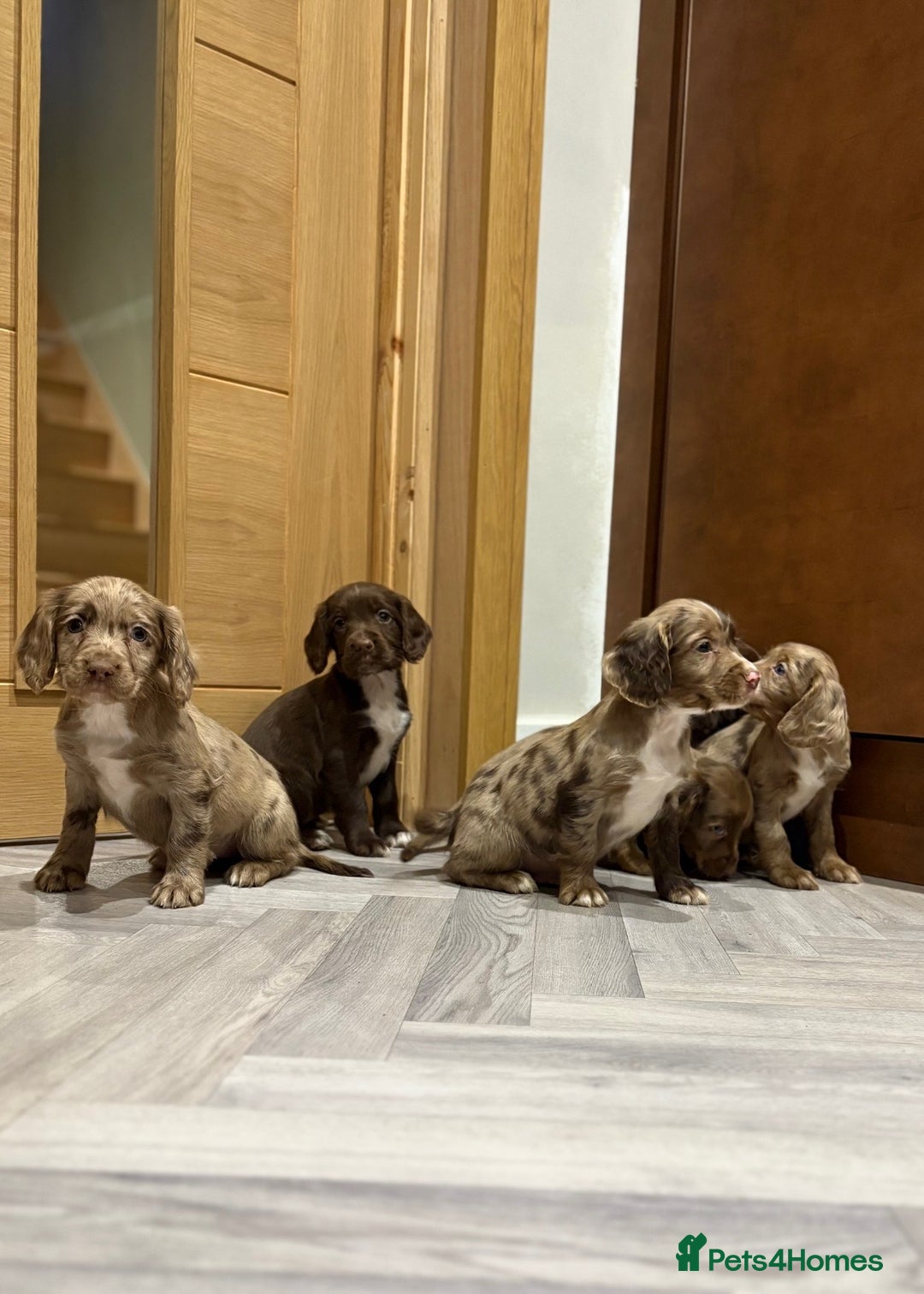 Cocker Spaniel dogs for sale: 🐶 KC Registered Cocker Spaniel Pups 🐶  - Advert 4