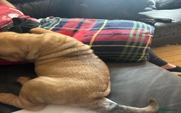 Shar Pei dogs for sale: 2 females 3 males Shar pei pups - Image 33