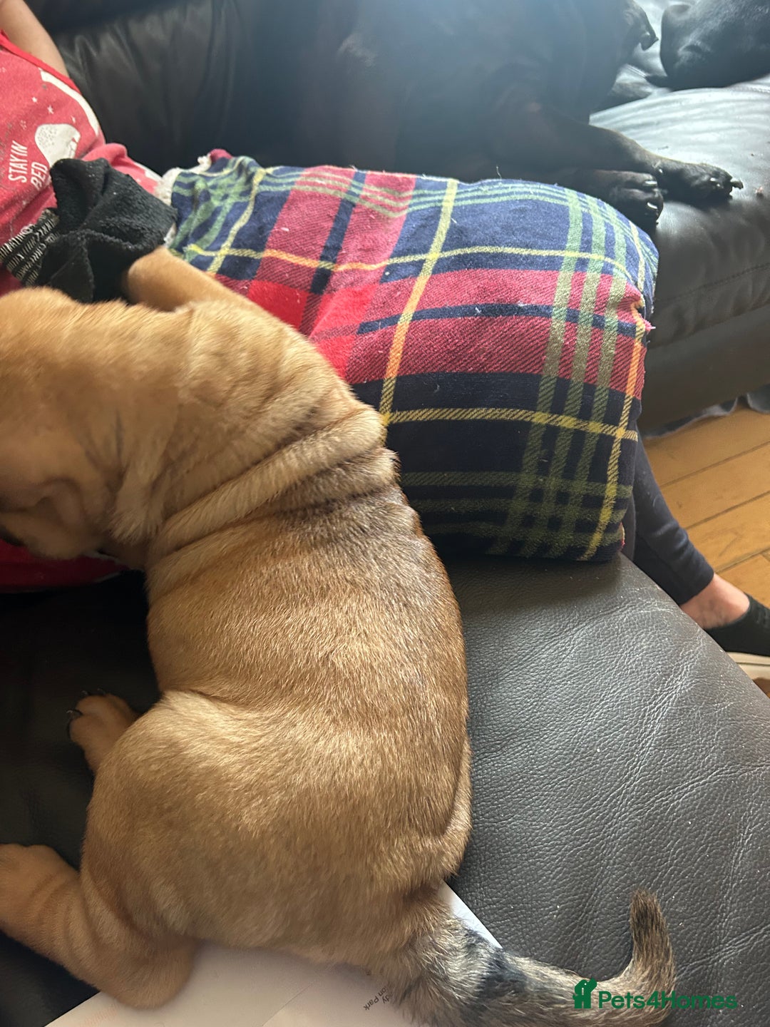 Shar Pei dogs for sale: 2 females 3 males Shar pei pups - Image 33