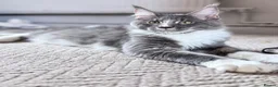 Maine Coon cats for sale: Licensed XXL Maine Coon kittens - Advert 11