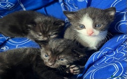 Mixed Breed cats for sale: Kittens for sale - Image 11