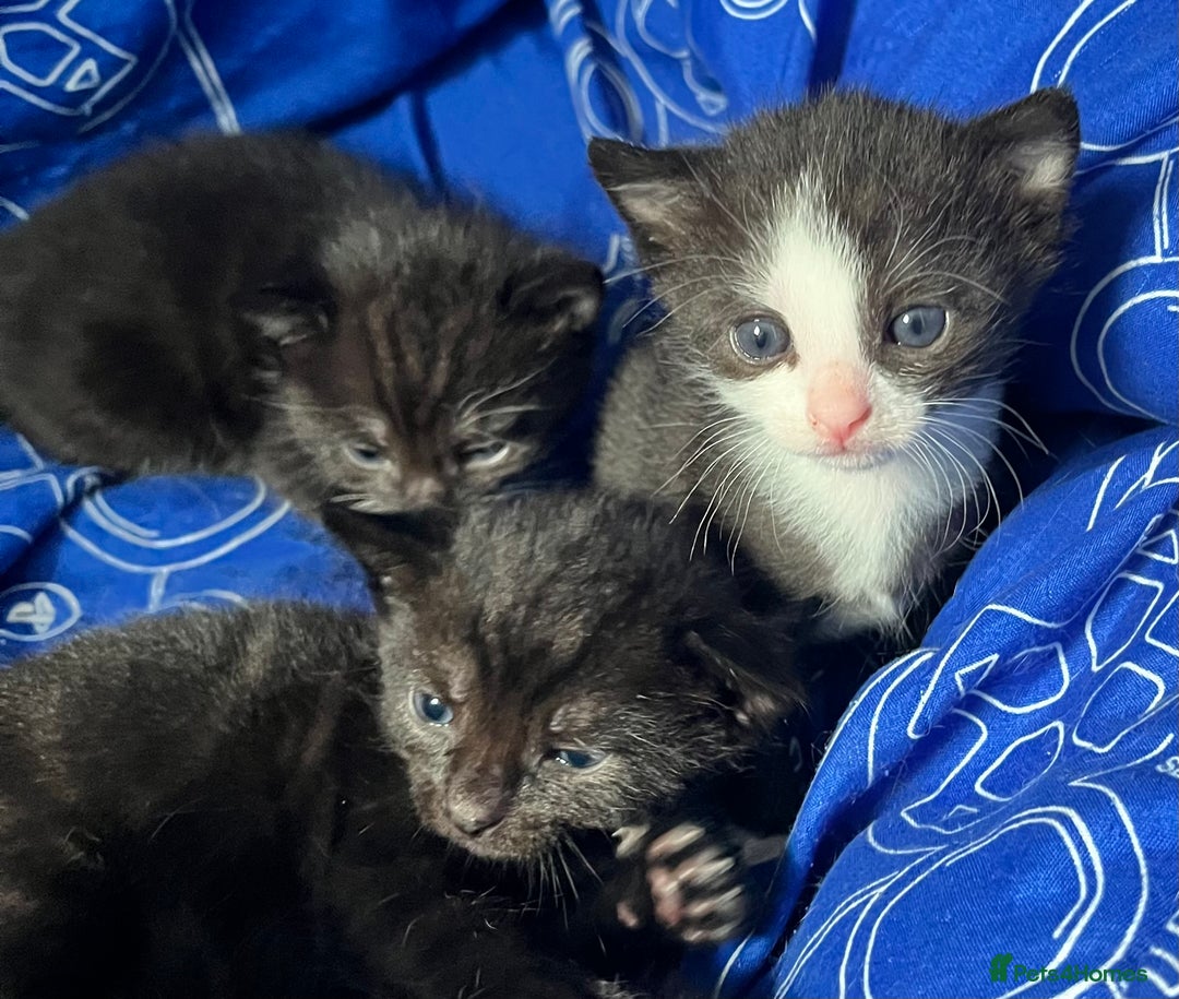 Mixed Breed cats for sale: Kittens for sale - Image 11