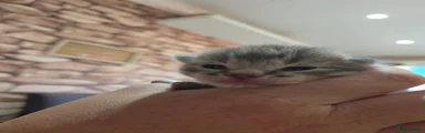Domestic Shorthair 3