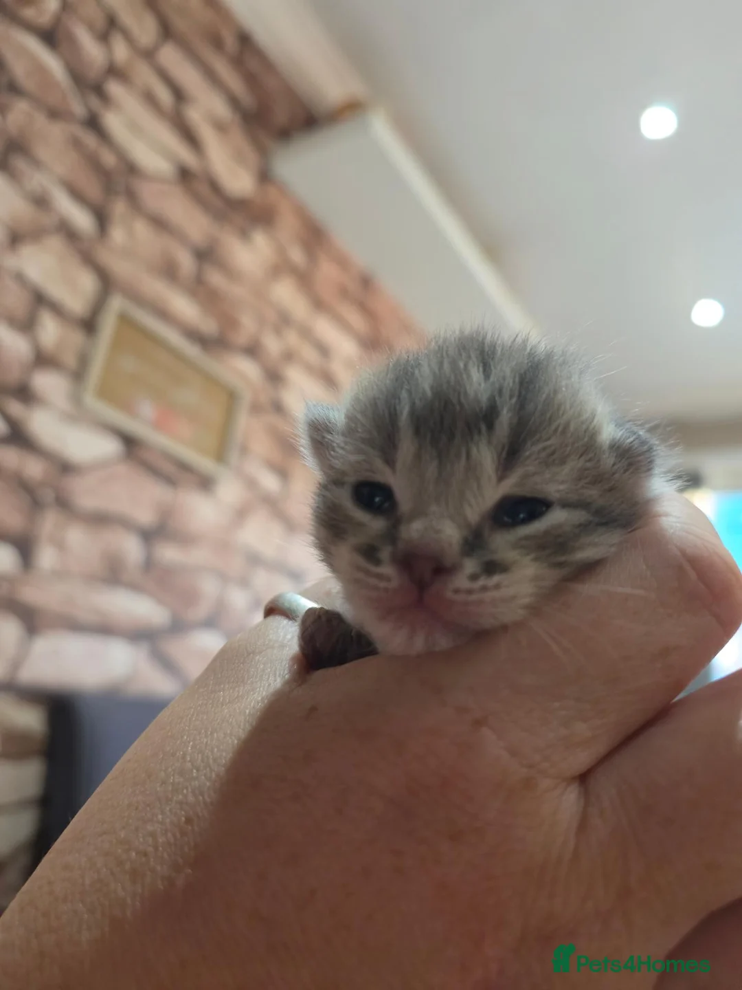 Domestic Shorthair cats for sale: Three gorgeous 3 boys for sale - Advert 2
