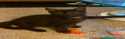 Mixed Breed cats for sale: 3 Healthy Playful Kittens Looking for Loving Homes - Advert 3