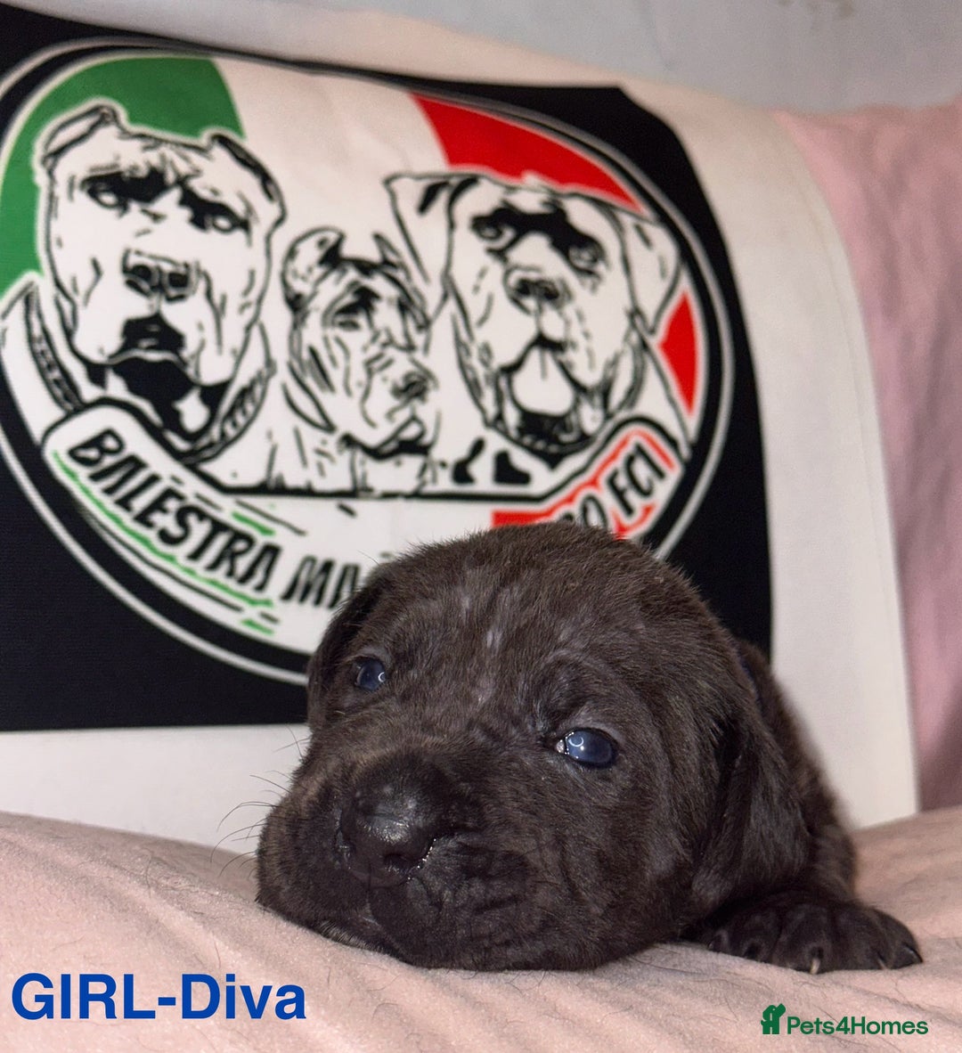 Cane Corso dogs for sale: Cane corso IKC/FCI  - Advert 13