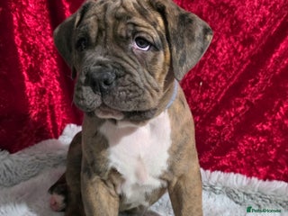 Boxer dogs Beautiful boxer cross mastiff puppies - Advert 1