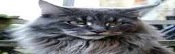 Maine Coon cats for sale: Tica registered DNA tested parents poly Maine Coon - Advert 6