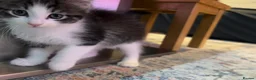 Mixed Breed cats for sale: Meet Minnie Mixed Breed Kitten - Advert 5