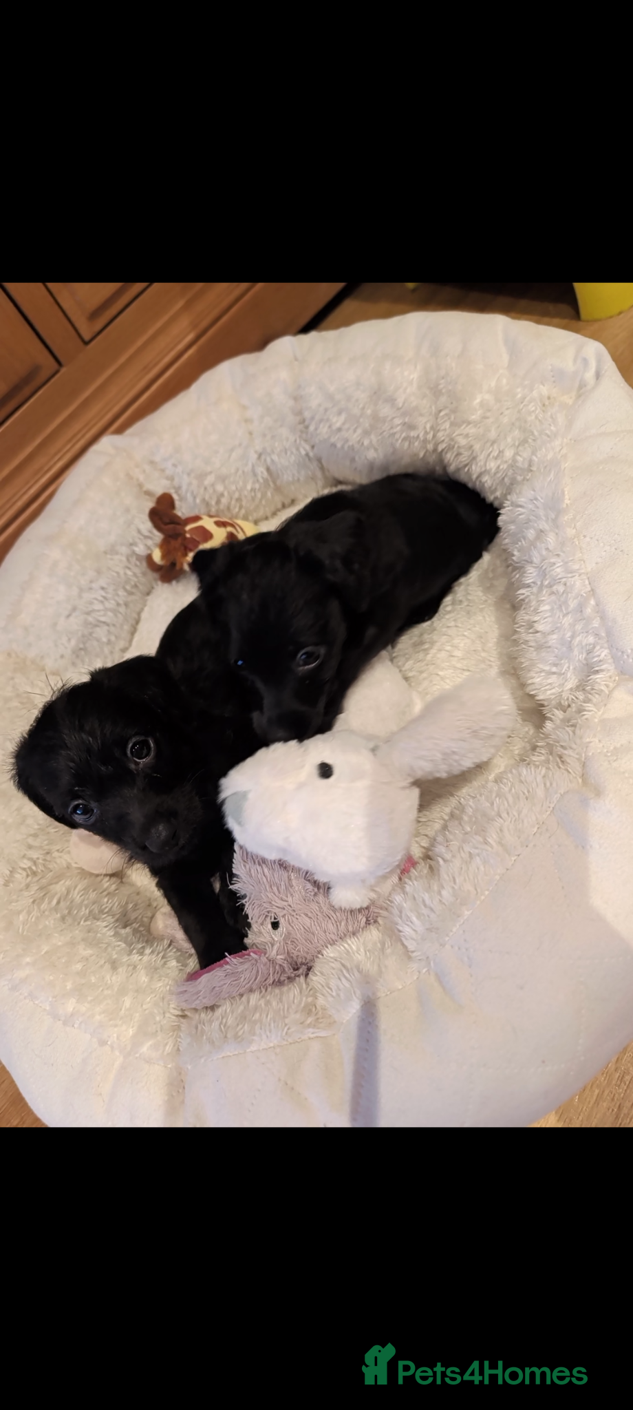 Doxiepoo dogs 4 Adorable Miniature Doxiepoo Puppies  - Advert 8