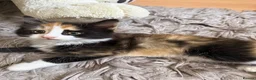 Mixed Breed cats for sale: Last Available Kitten Looking for Forever Home - Advert 13