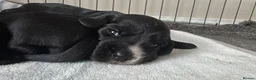 Cocker Spaniel dogs for sale: Beautiful cocker spaniel  - Advert 6