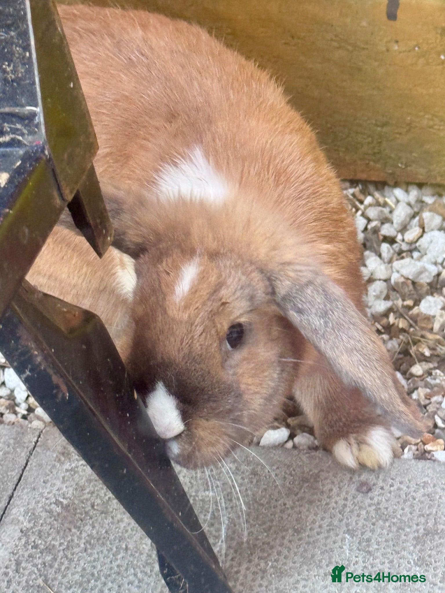 Mini Lop rabbits Lovely mini lop doe  - Advert 6