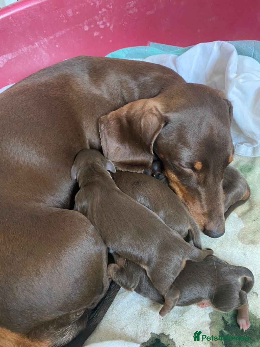 Miniature Dachshund dogs for stud: Richie proven and ready to stud. in Liverpool - Advert 17