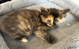 Mixed Breed cats for sale: 2 Tabby's and calico kitten for sale - Image 10