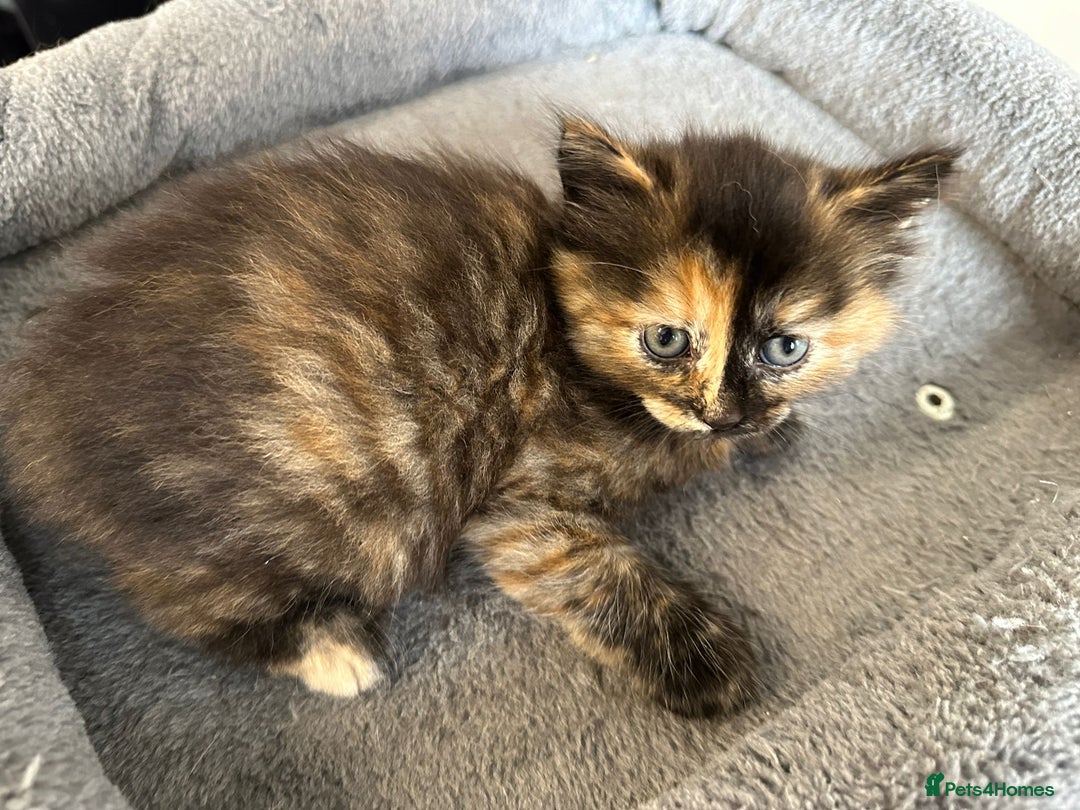 Mixed Breed cats for sale: 2 Tabby's and calico kitten for sale - Image 10