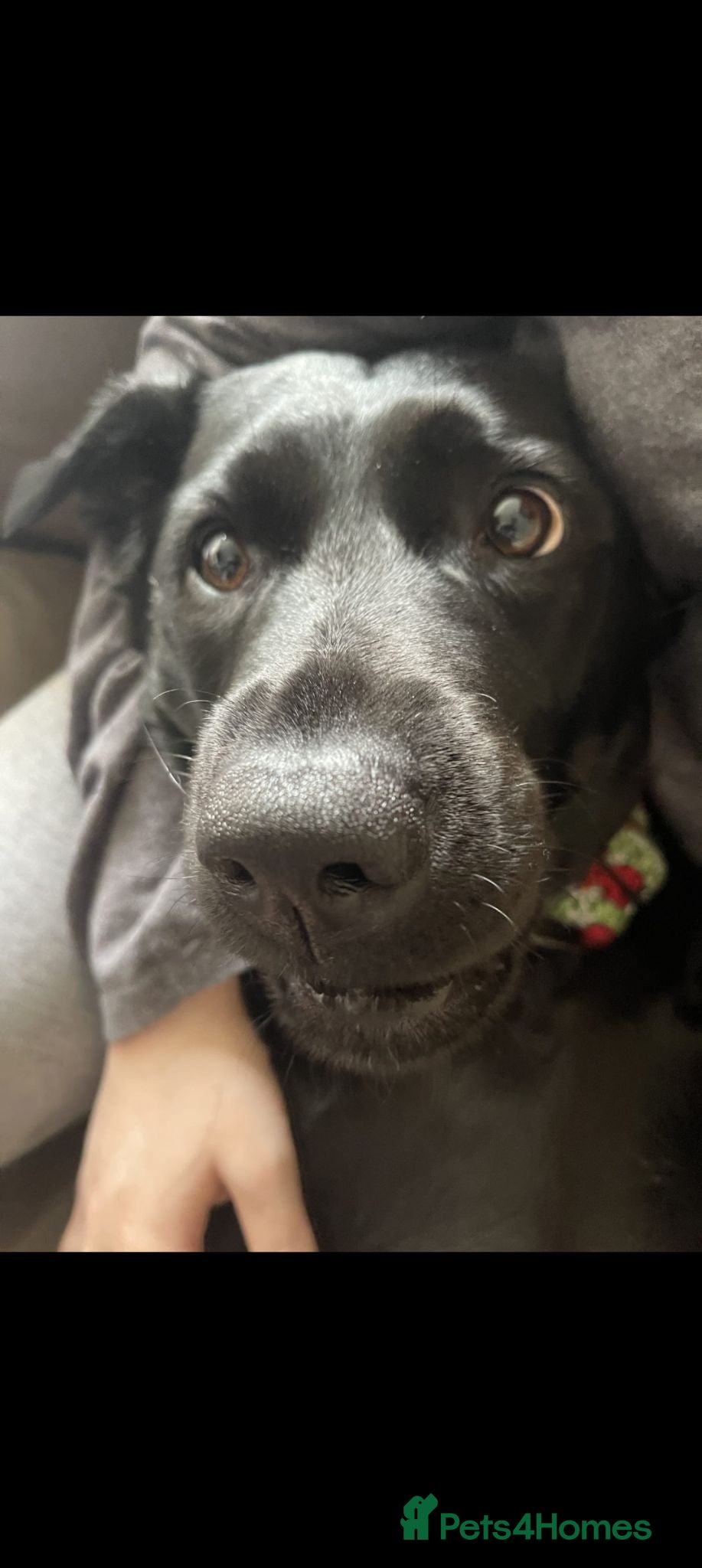 Labrador Retriever dogs 6year old Labrador girl - Advert 3