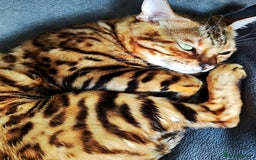 Bengal cats for sale: 🐆Rehoming our Beautiful 🔥Bengal Cats 🥺 TICA Reg - Image 21