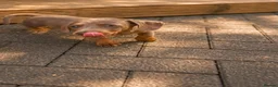 Dachshund dogs for sale: Dachshund puppies  in Telford - Advert 4