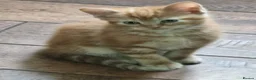 Domestic Shorthair cats for sale: Playful ginger boy,  - Advert 13