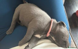 Staffordshire Bull Terrier dogs for sale: 8 Staffordshire Bull Terriers  - Image 5