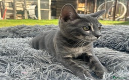 Bengal cats for sale: Striking Blue TICA Male Bengal Kittens 💙  - Image 32