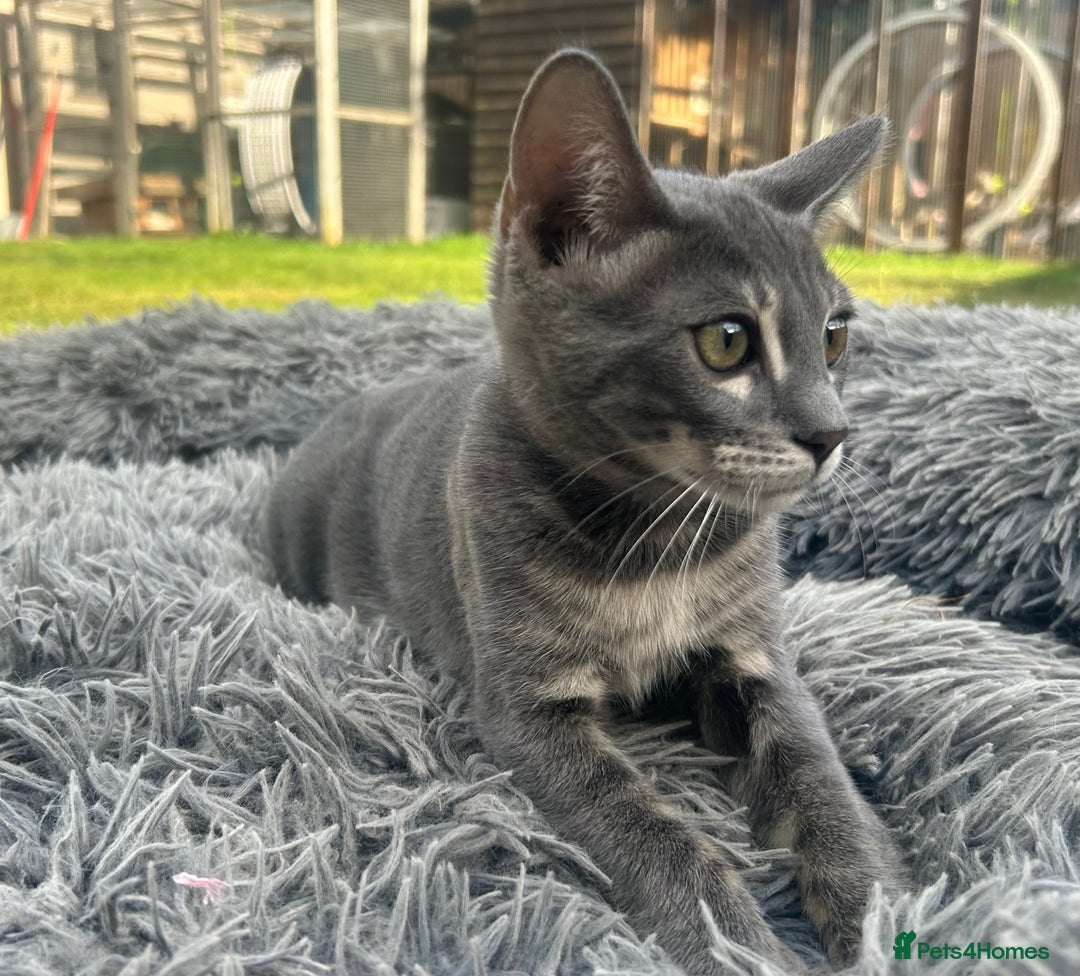 Bengal cats for sale: Striking Blue TICA Male Bengal Kittens 💙  - Image 32