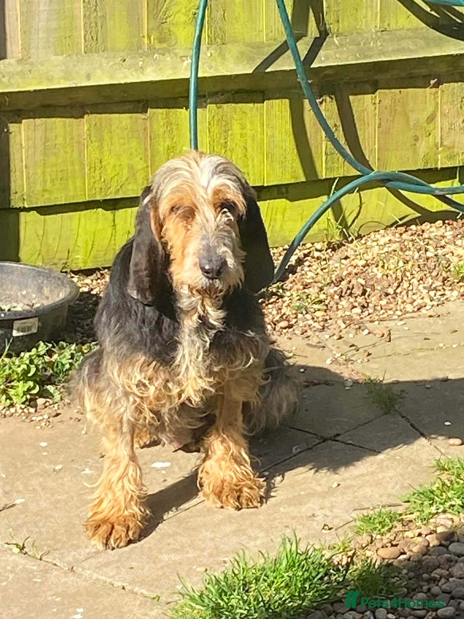 Mixed Breed dogs Millie - lovely Griffon for adoption - Advert 2