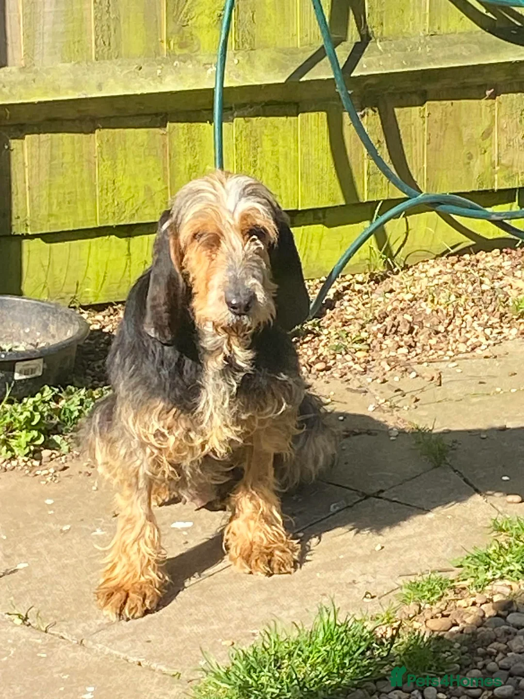 Mixed Breed dogs for adoption: Millie - lovely Griffon for adoption in Northampton - Advert 1