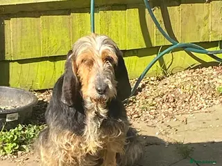 Mixed Breed dogs Millie - lovely Griffon for adoption - Advert 2