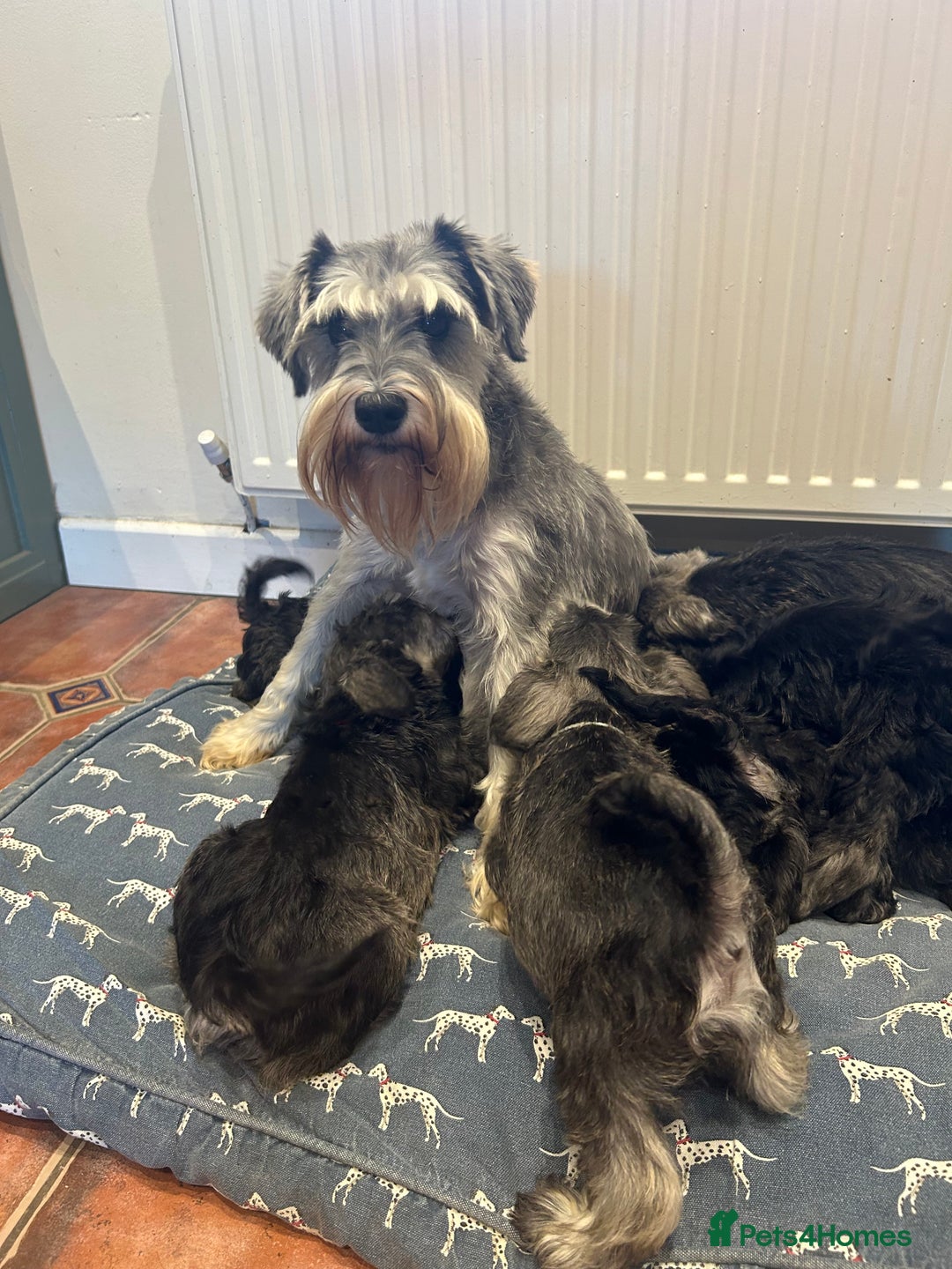 Miniature Schnauzer dogs for sale: KC Registered, health tested, puppies ready now!  - Image 13