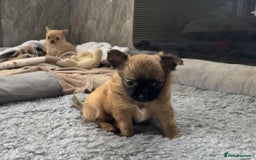 Chihuahua dogs for sale: Chihuahua long coat puppies ...only BOY left - Image 30