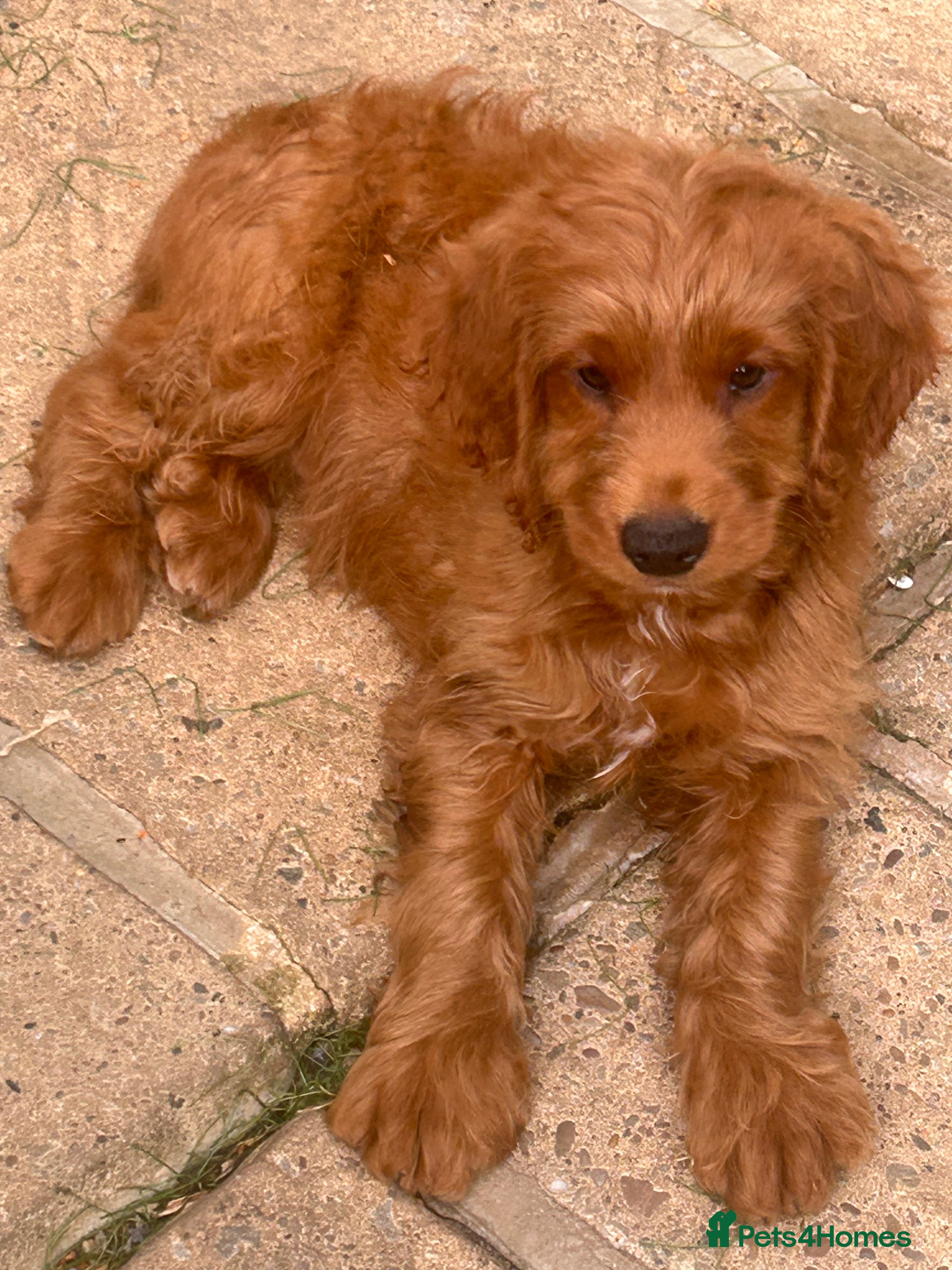 Cockapoo dogs for sale: READY NOW! RED F1 HEALTH-CHECKED TOY COCKAPOOS - Advert 3