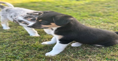 Border Collie dogs - Advert 17
