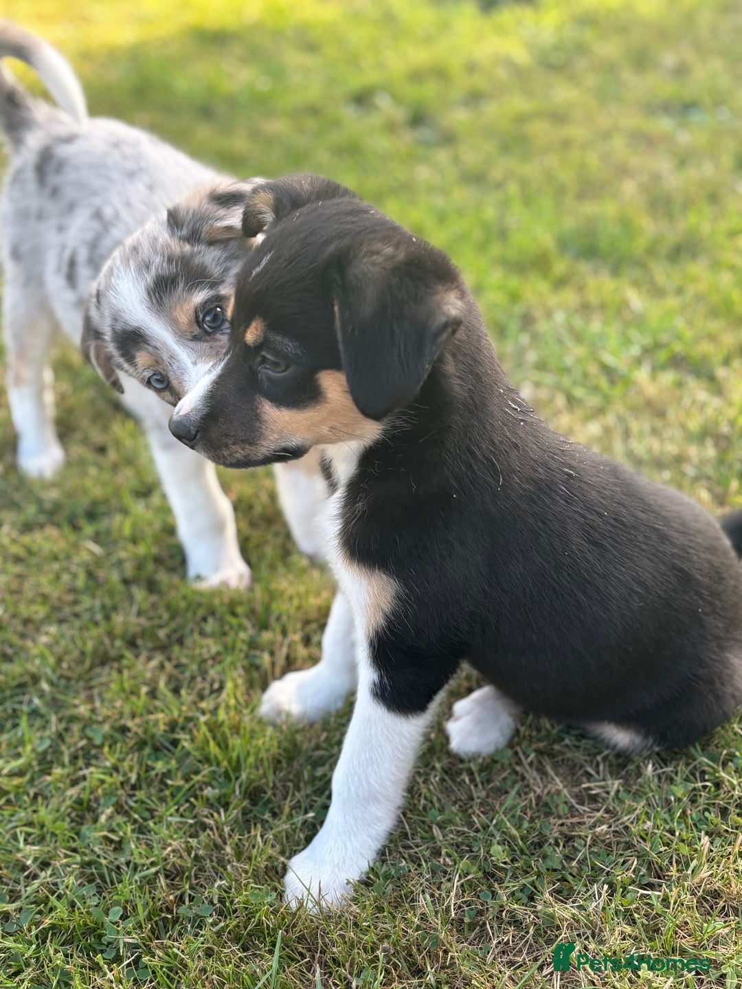 Border Collie dogs for sale: Blue Merle and Tri colour pups - Image 2