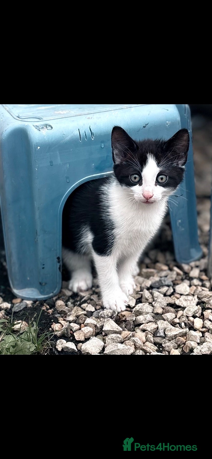 Domestic Shorthair cats Beautiful 8-Week-Old Boy Kitten  - Advert 13