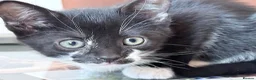 Mixed Breed cats for sale: Tuxedo RagdollXDom.SH ready for new home!! - Advert 2