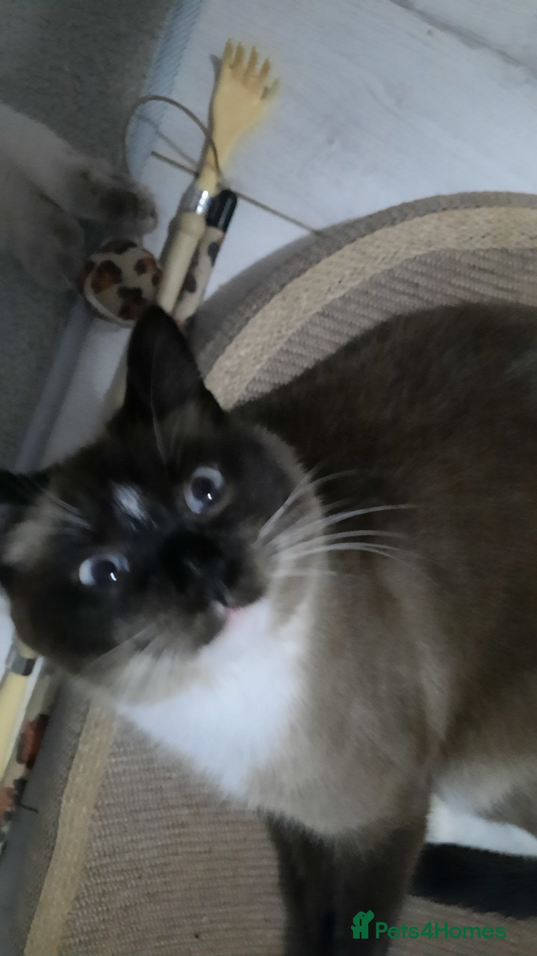 Mixed Breed cats for sale: Ragdoll x Persian  - Advert 10