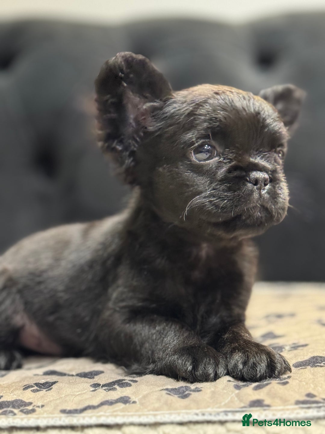 French Bulldog dogs for sale: Beautiful French Bulldogs Males  - Advert 2