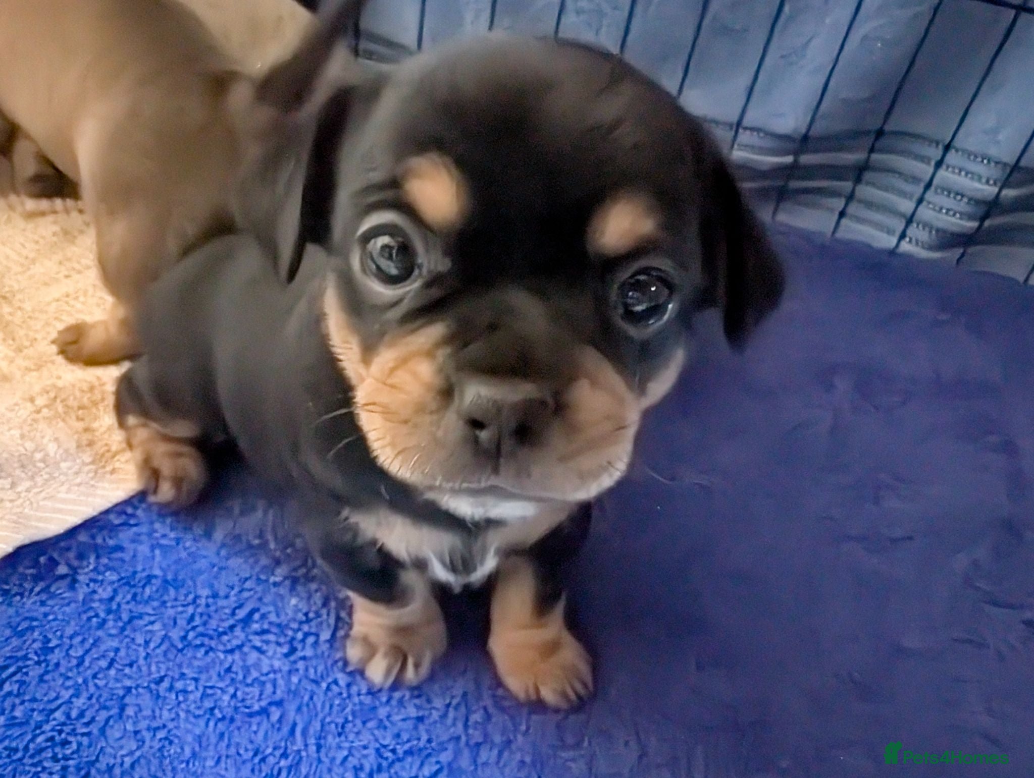 Mixed Breed dogs Shih Chi X chihuahua Frenchie - Advert 1
