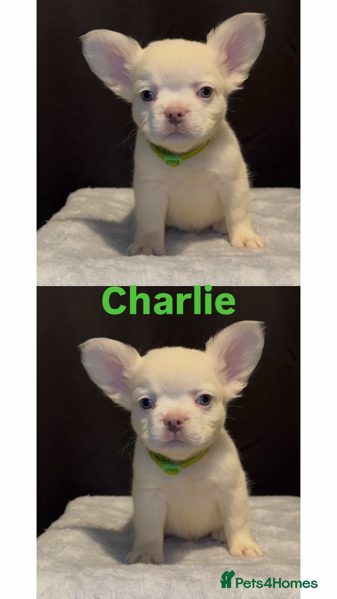 French Bulldog dogs for sale: REDUCED! Fluffy French Bulldog Puppies  - Advert 22