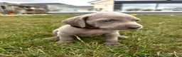 Weimaraner dogs for sale: Long & Short Haired Weimaraner KC reg - Advert 17