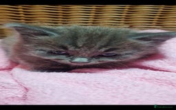 Mixed Breed cats for sale: Beautiful fluffy kittens - Image 7