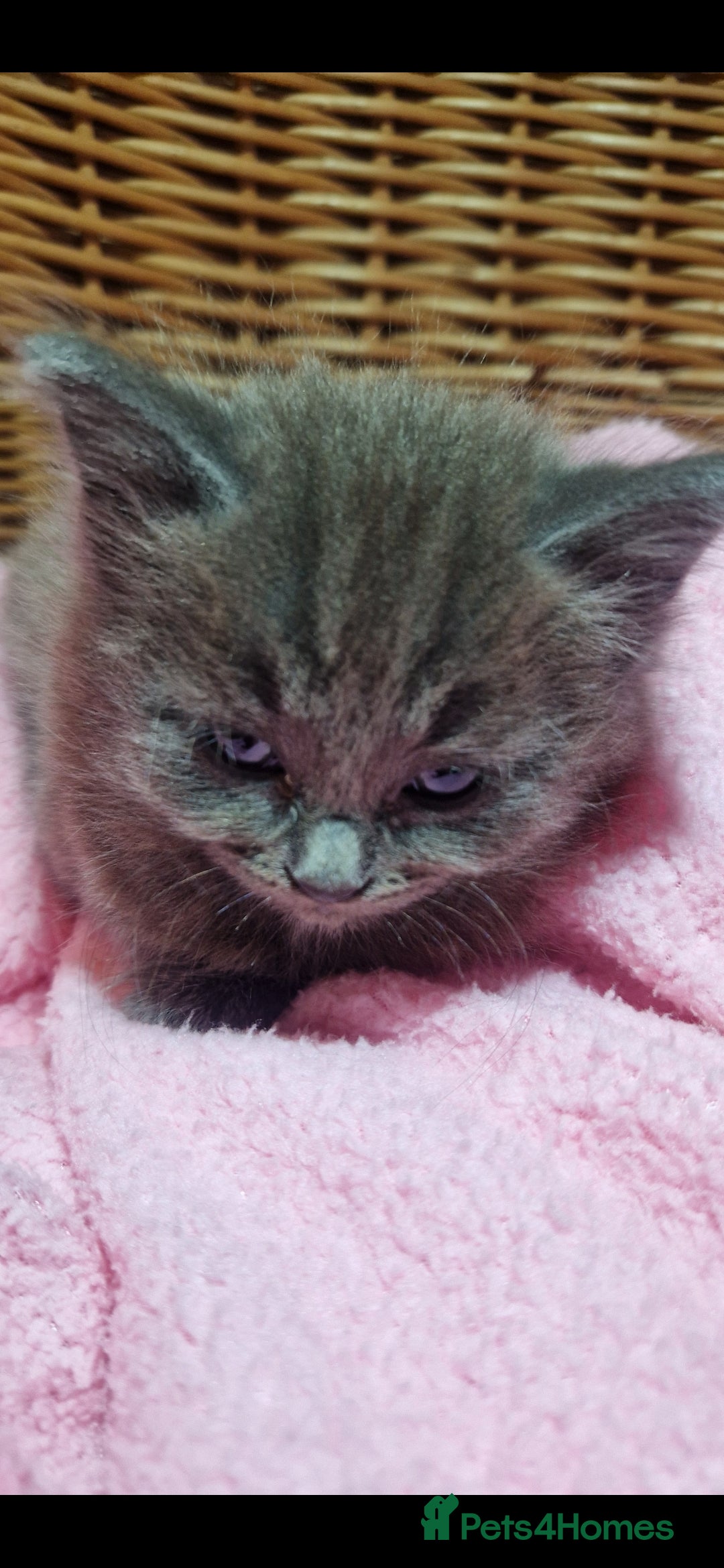 Mixed Breed cats for sale: Beautiful fluffy kittens - Image 7